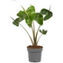 Alocasia Stingray