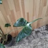 Alocasia Stingray