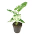Alocasia macrorrhiza Splash