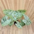 Alocasia macrorrhiza Splash