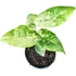 Alocasia macrorrhiza Splash