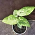 Alocasia macrorrhiza Splash