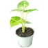 Alocasia macrorrhiza Splash