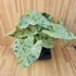 Alocasia macrorrhiza Splash