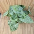 Alocasia macrorrhiza Splash