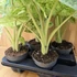 Alocasia macrorrhiza Splash