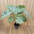 Alocasia macrorrhiza Splash
