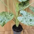 Alocasia macrorrhiza Splash