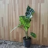 Alocasia Portodora