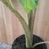 Alocasia Portodora