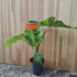 Alocasia Portodora