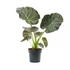 Alocasia Regal Shield