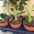 Alocasia Regal Shield