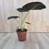 Alocasia Regal Shield