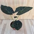 Alocasia Regal Shield