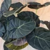Alocasia Regal Shield