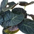 Alocasia Regal Shield