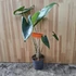 Alocasia zebrina