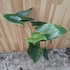 Alocasia zebrina