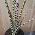 Alocasia zebrina