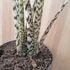 Alocasia zebrina