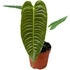 Anthurium Weitchii