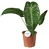 Anthurium Weitchii