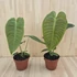 Anthurium Weitchii
