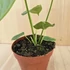 Anthurium Weitchii