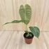 Anthurium Weitchii