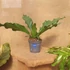 Anthurium crassinervium