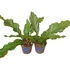 Anthurium crassinervium