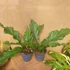 Anthurium crassinervium