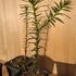 Araucaria araucana