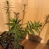 Araucaria araucana