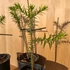 Araucaria araucana