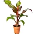 Ensete ventricosum Maurelli