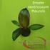 Ensete ventricosum Maurelli