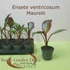Ensete ventricosum Maurelli