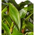 Ensete ventricosum Maurelli