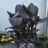 Ensete ventricosum Maurelli