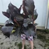 Ensete ventricosum Maurelli