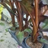 Ensete ventricosum Maurelli