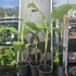 Musa Blue Java