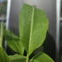 Musa Blue Java