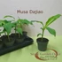 Musa dajiao