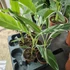 Musa Florida Variegata