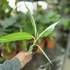 Musa Florida Variegata