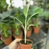 Musa Florida Variegata