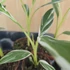 Musa Florida Variegata